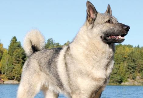 Photo Chien d'Élan Norvégien Gris