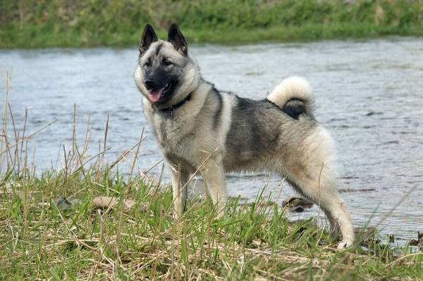 Photo Chien d'Élan Norvégien Gris