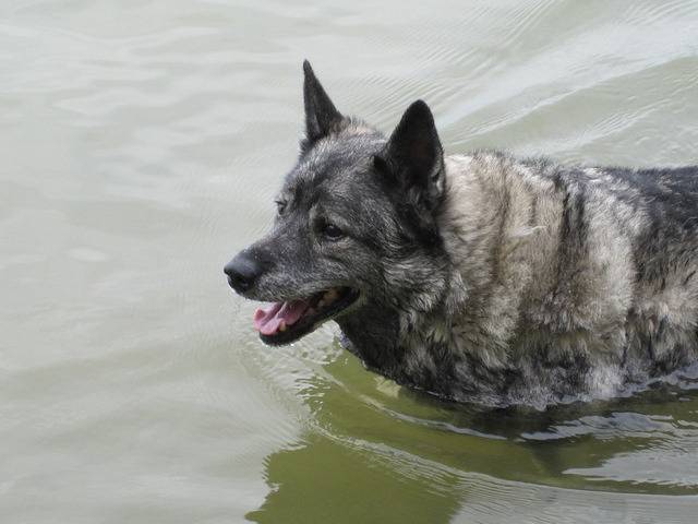 Darby - Chien d'Élan Norvégien Gris