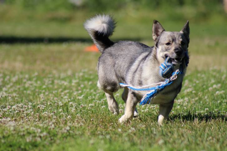 Photo Chien d'Élan Norvégien Gris
