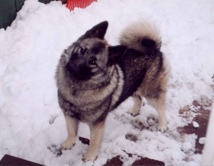 Photo Chien d'Élan Norvégien Gris