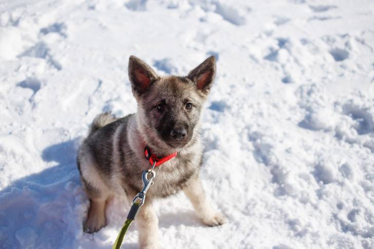 Photo Chien d'Élan Norvégien Gris