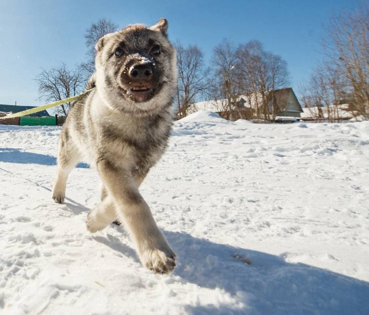 Photo Chien d'Élan Norvégien Gris