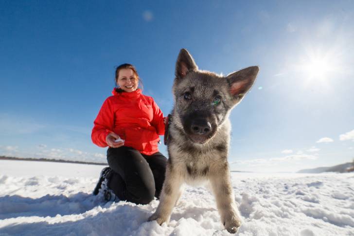 Photo Chien d'Élan Norvégien Gris