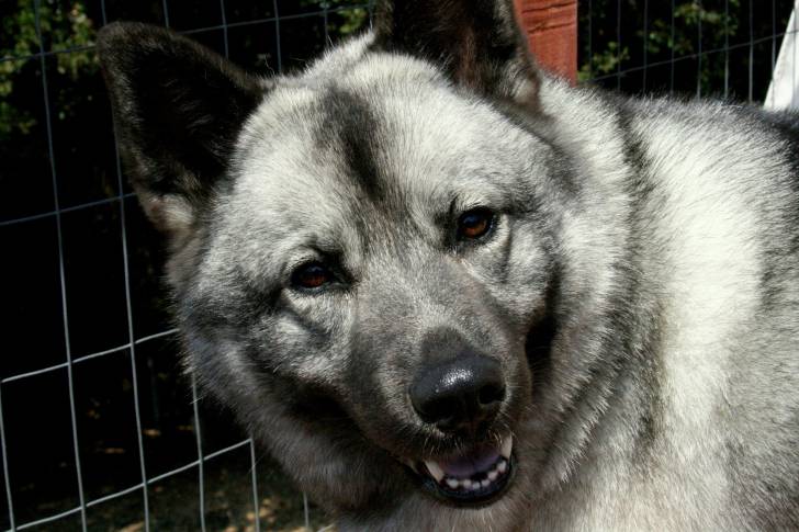 Photo Chien d'Élan Norvégien Gris