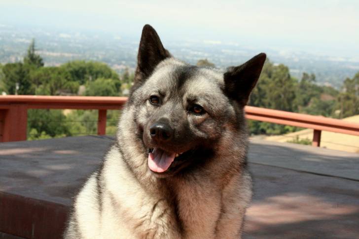 Photo Chien d'Élan Norvégien Gris