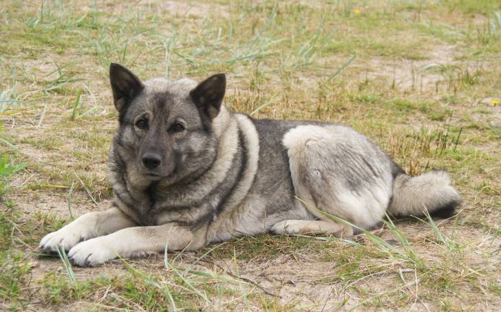 Photo Chien d'Élan Norvégien Gris