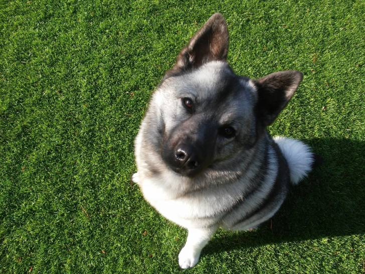 Photo Chien d'Élan Norvégien Gris