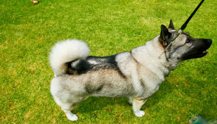 Photo Chien d'Élan Norvégien Gris