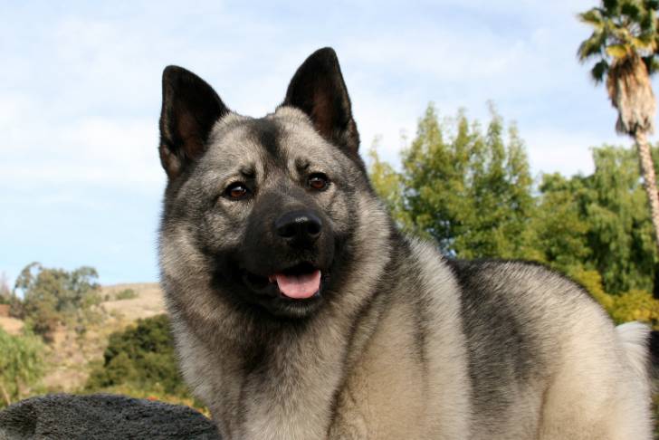 Photo Chien d'Élan Norvégien Gris