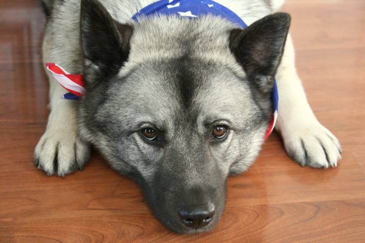 Photo Chien d'Élan Norvégien Gris