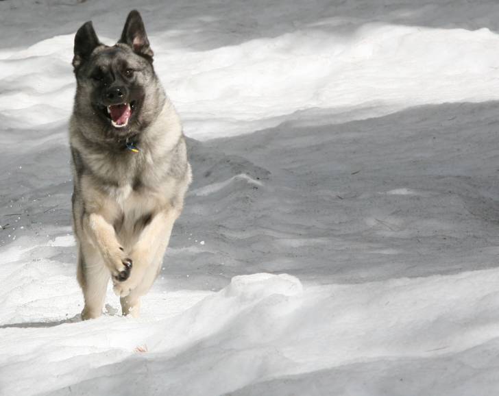 Photo Chien d'Élan Norvégien Gris