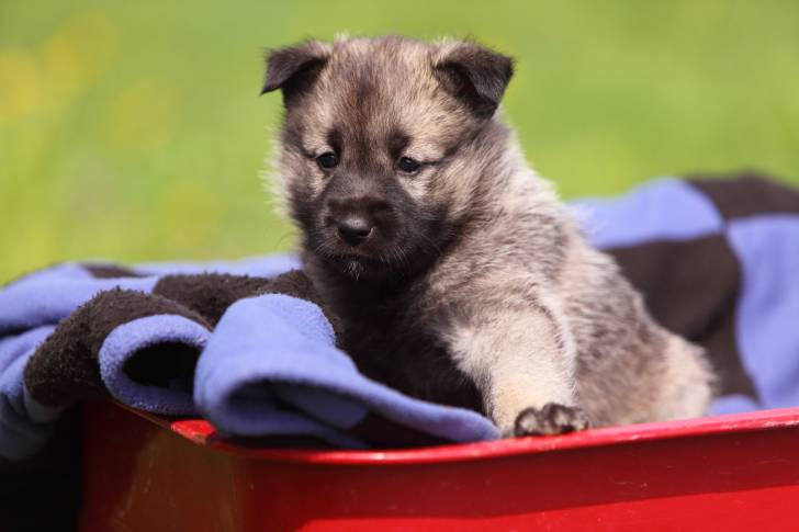Un chiot Chien d'Elan Norvégien assis dans un panier