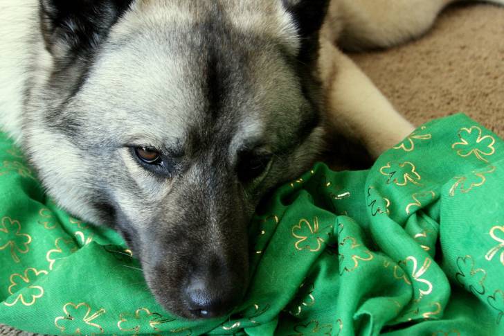 Photo Chien d'Élan Norvégien Gris