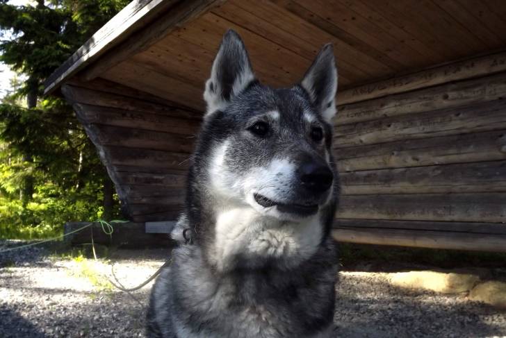 Photo Chien d'Élan Norvégien Gris