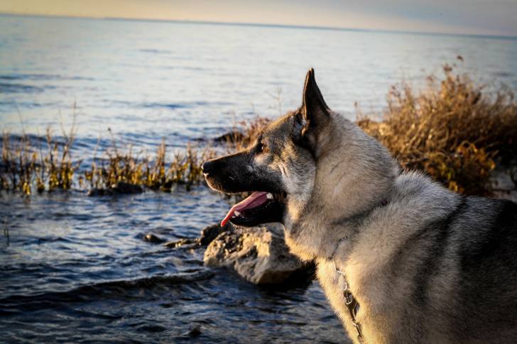 Photo Chien d'Élan Norvégien Gris