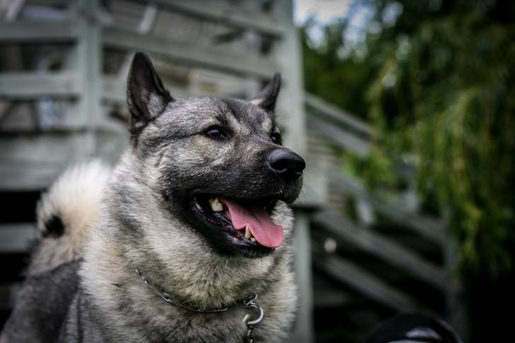 Photo Chien d'Élan Norvégien Gris
