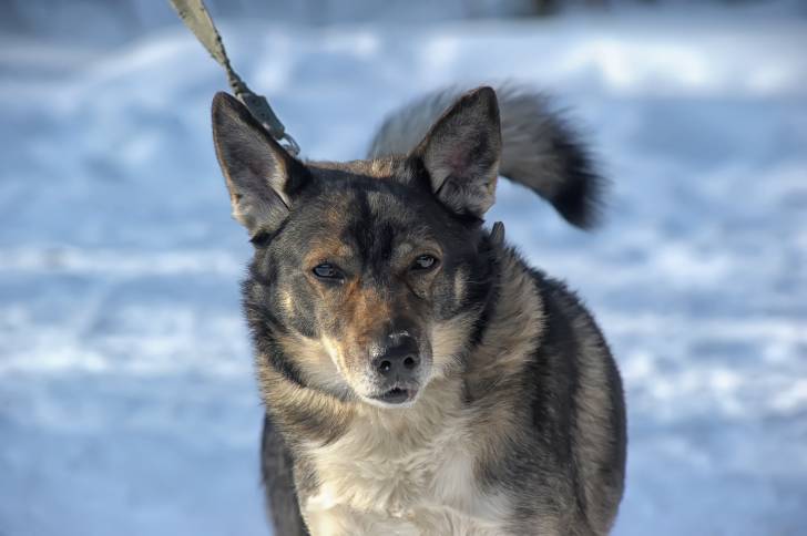 Photo Chien d'Élan Norvégien Gris