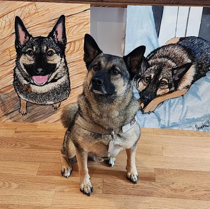 Un Chien d'Élan Norvégien Gris assis sur un plancher et portant un collier autour du cou