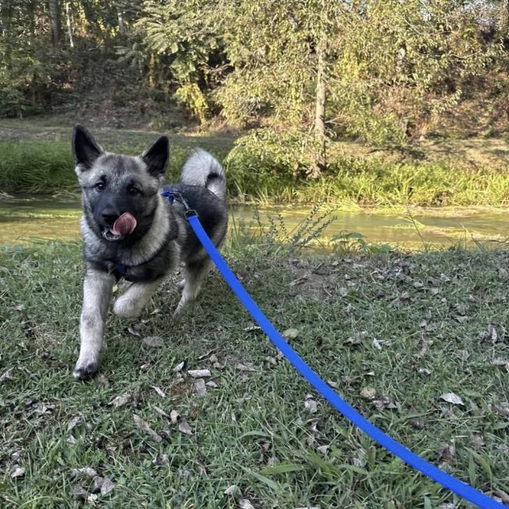 Un Chien d'Élan Norvégien Gris marchant sur une surface herbacée et qui est tenu en laisse
