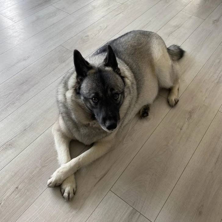 Un Chien d'Élan Norvégien Gris allongé sur un sol carrelé et regardant vers la caméra 