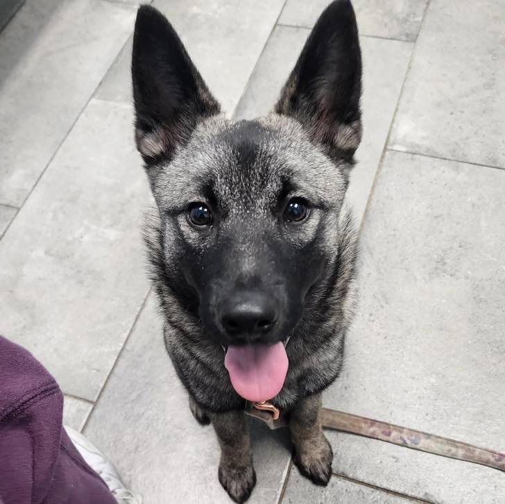 Un Chien d'Élan Norvégien Gris tirant la langue et qui est tenu en laisse