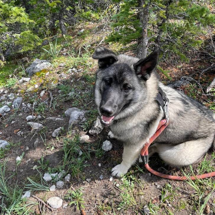 Un Chien d'Élan Norvégien Gris assis sur un terrain herbeux et qui est tenu en laisse