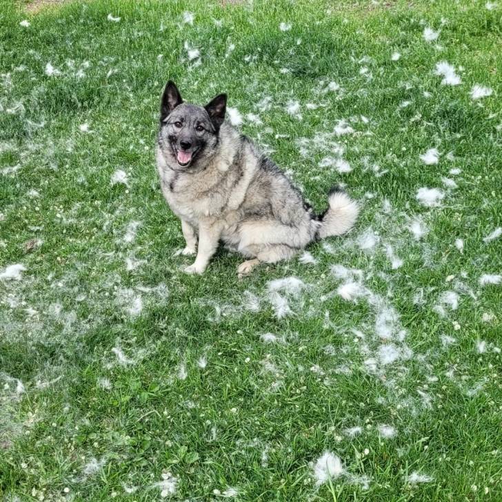 Un Chien d'Élan Norvégien Gris regardant vers la caméra et ayant la gueule ouverte 