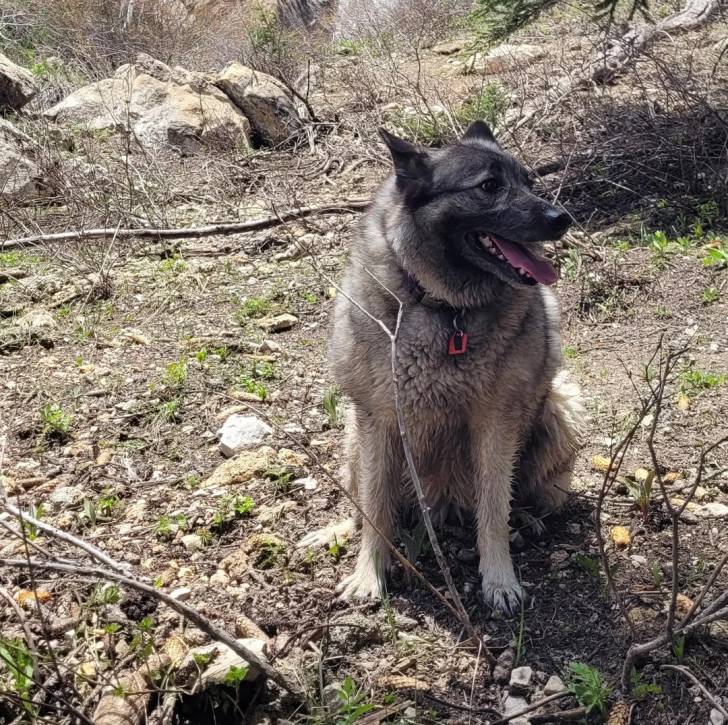 Un Chien d'Élan Norvégien Gris assis sur un terrain herbeux et portant un collier autour du cou