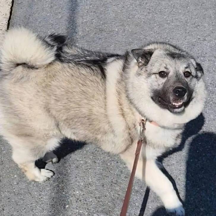 Un Chien d'Élan Norvégien Gris regardant vers la caméra et qui est tenu en laisse 