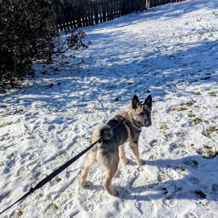 Un Chien d'Élan Norvégien Gris sur une surface enneigée et qui est tenu en laisse