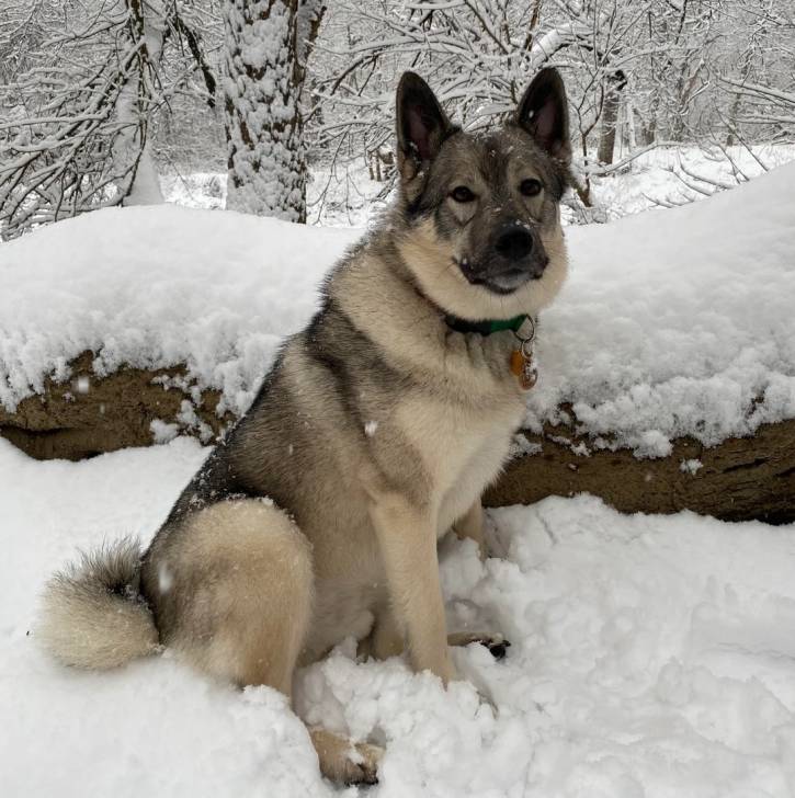 Un Chien d'Élan Norvégien Gris assis sur une surface enneigée 