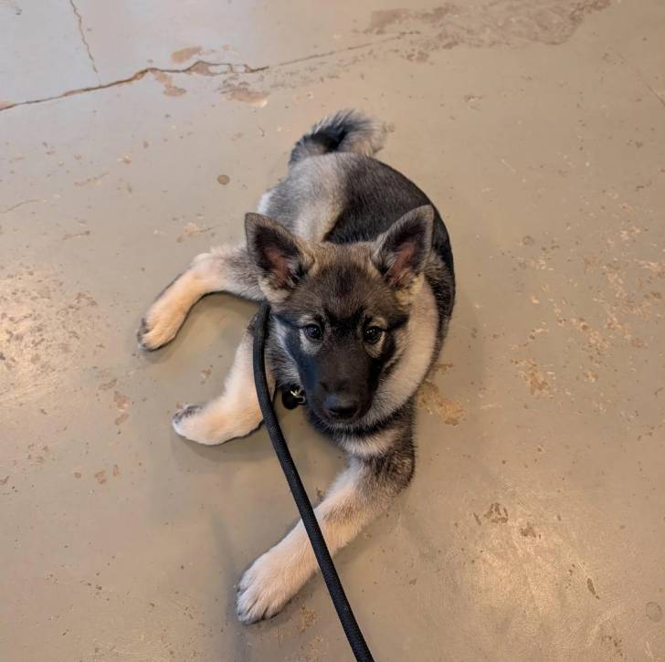 Un Chien d'Élan Norvégien Gris allongé sur une surface bétonnée et qui est tenu en laisse 