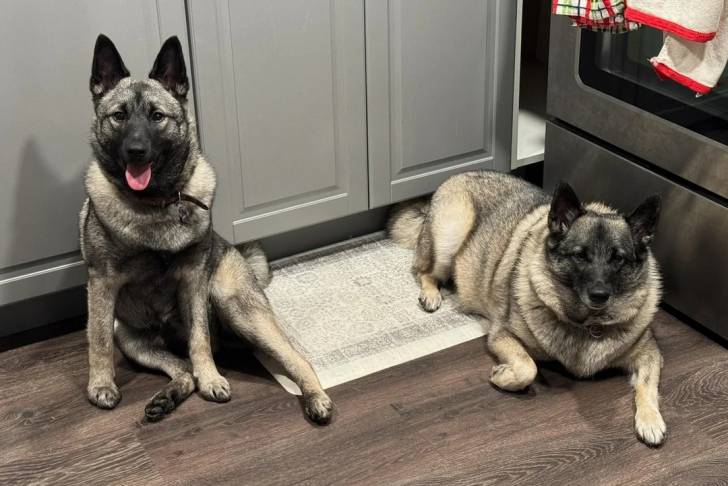 Deux Chien d'Élan Norvégien Gris sur un plancher et portant tous deux un collier autour du cou
