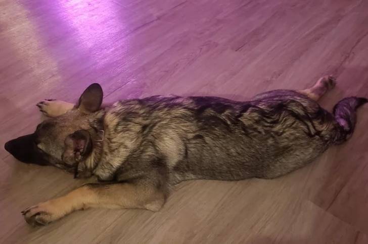 Un Chien d'Élan Norvégien Gris allongé sur un plancher et semblant détendu