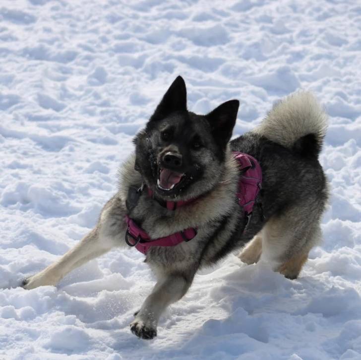 Un Chien d'Élan Norvégien Gris courant sur une surface enneigée et portant un harnais 