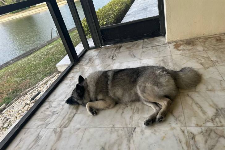 Un Chien d'Élan Norvégien Gris allongé sur un sol carrelé et semblant détendu 