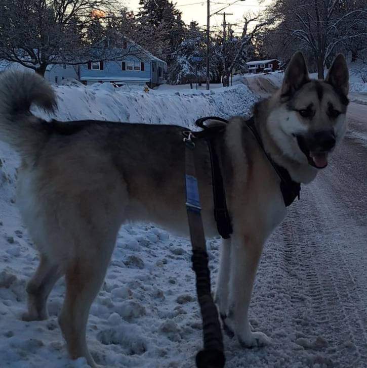 Un Chien d'Élan Norvégien Gris sur une surface enneigée et qui est tenu en laisse 