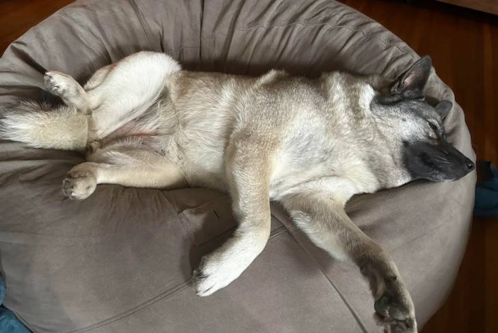 Un Chien d'Élan Norvégien Gris allongé dans un panier et semblant détendu