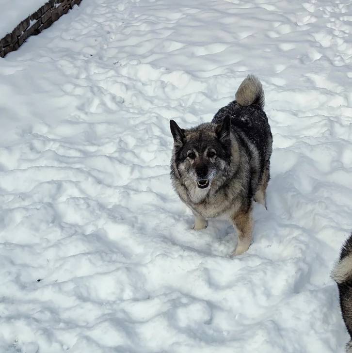 Un Chien d'Élan Norvégien Gris sur une surface enneigée et regardant vers la caméra 