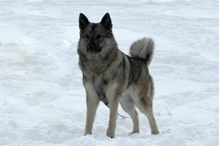 Un Chien d'Élan Norvégien Gris sur une surface enneigée et qui est tenu en laisse
