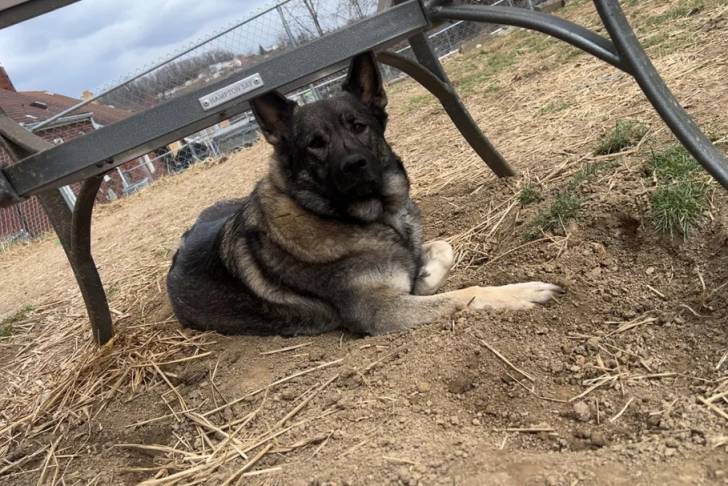 Un Chien d'Élan Norvégien Gris allongé sur une surface sableuse et regardant vers la caméra