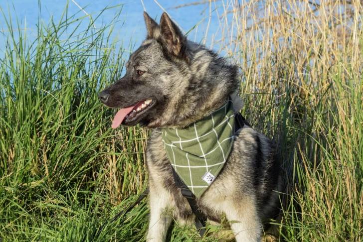 Un Chien d'Élan Norvégien Gris tirant la langue et portant un foulard
