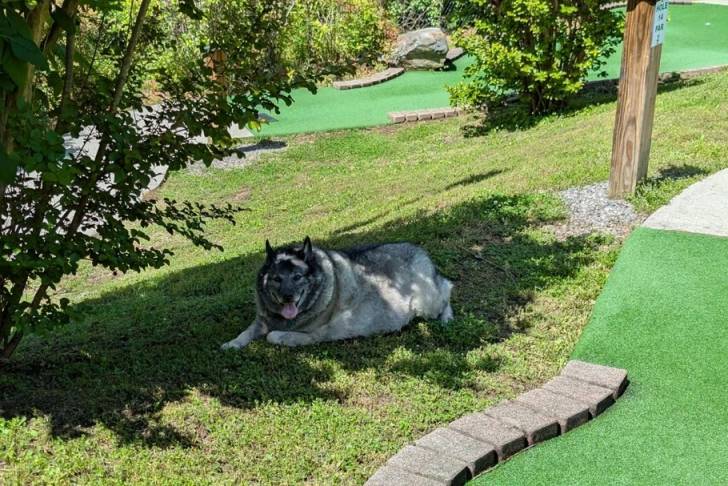 Un Chien d'Élan Norvégien Gris allongé sur une surface gazonnée et tirant la langue