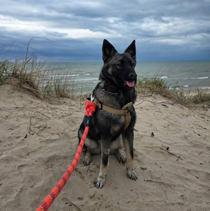 Un Chien d'Élan Norvégien Gris assis sur une surface sableuse et qui est tenu en laisse 
