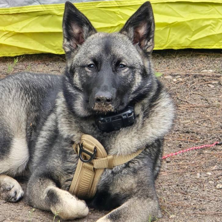 Un Chien d'Élan Norvégien Gris regardant vers la caméra et portant un harnais 