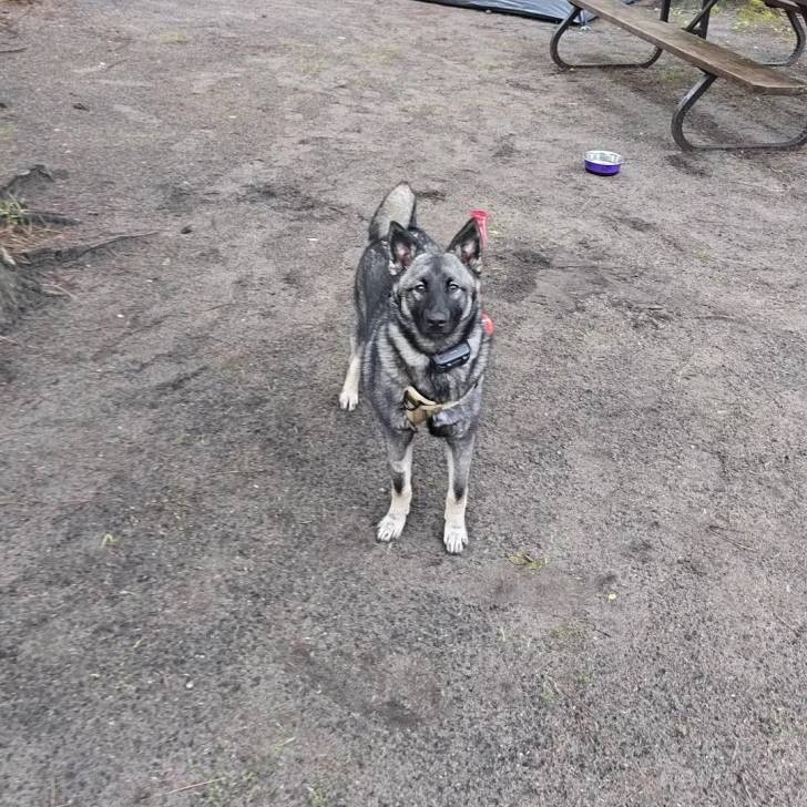 Un Chien d'Élan Norvégien Gris regardant vers la caméra et portant un collier autour du cou