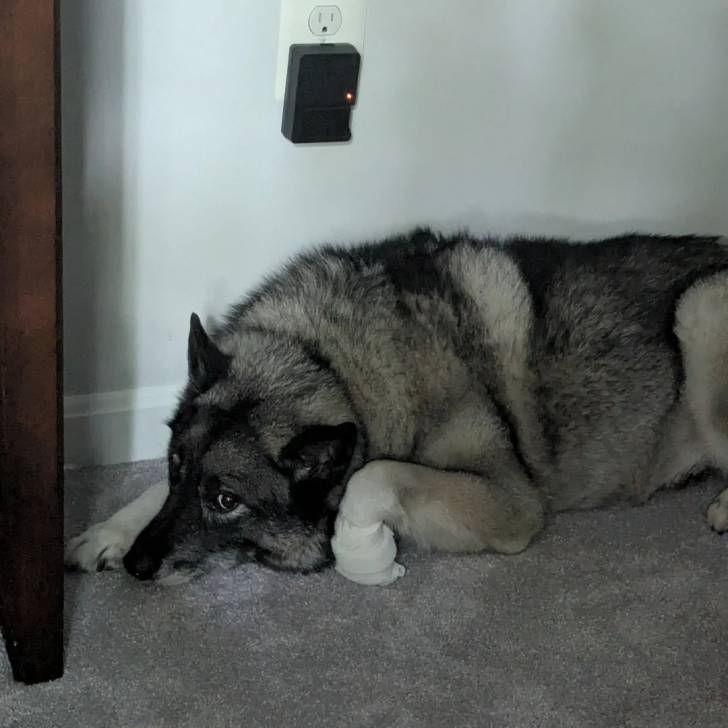 Un Chien d'Élan Norvégien Gris allongé sur une moquette et semblant détendu
