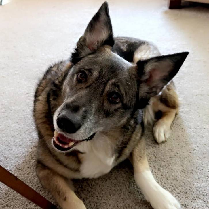 Un Chien d'Élan Norvégien Gris allongé sur une moquette 