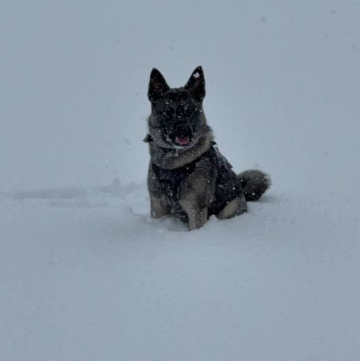 Un Chien d'Élan Norvégien Gris assis sur une surface enneigée et portant un harnais 